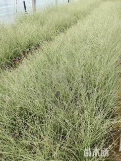 高度45厘米晨光芒