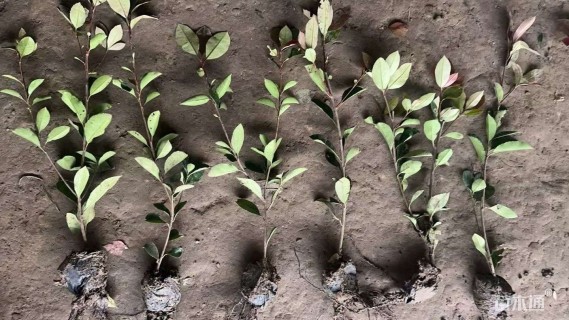 0.3公分红叶石楠