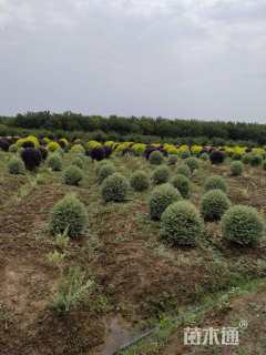 冠幅100厘米银姬小蜡球