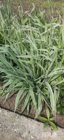 高度20厘米玉带草