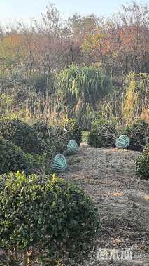 冠幅150厘米无刺枸骨球