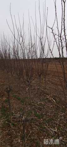 高度300厘米西梅