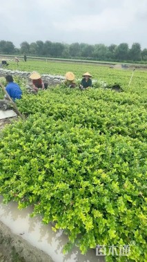 高度40厘米金森女贞小苗
