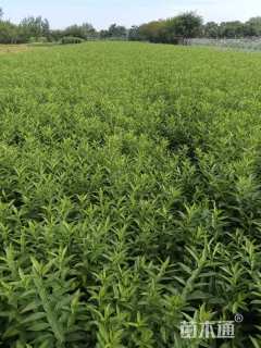 高度60厘米连翘