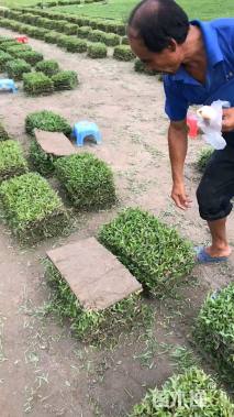 大叶油草