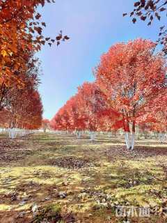 高度1000厘米丛生美国红枫