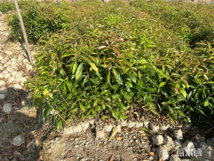 高度80厘米木荷小苗