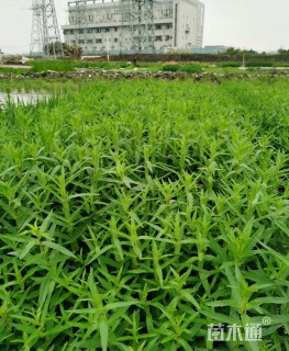 高度20厘米千屈菜