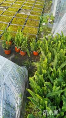 高度30厘米肾蕨