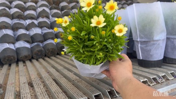 高度30厘米假龙头