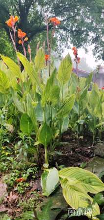 高度30厘米花叶美人蕉