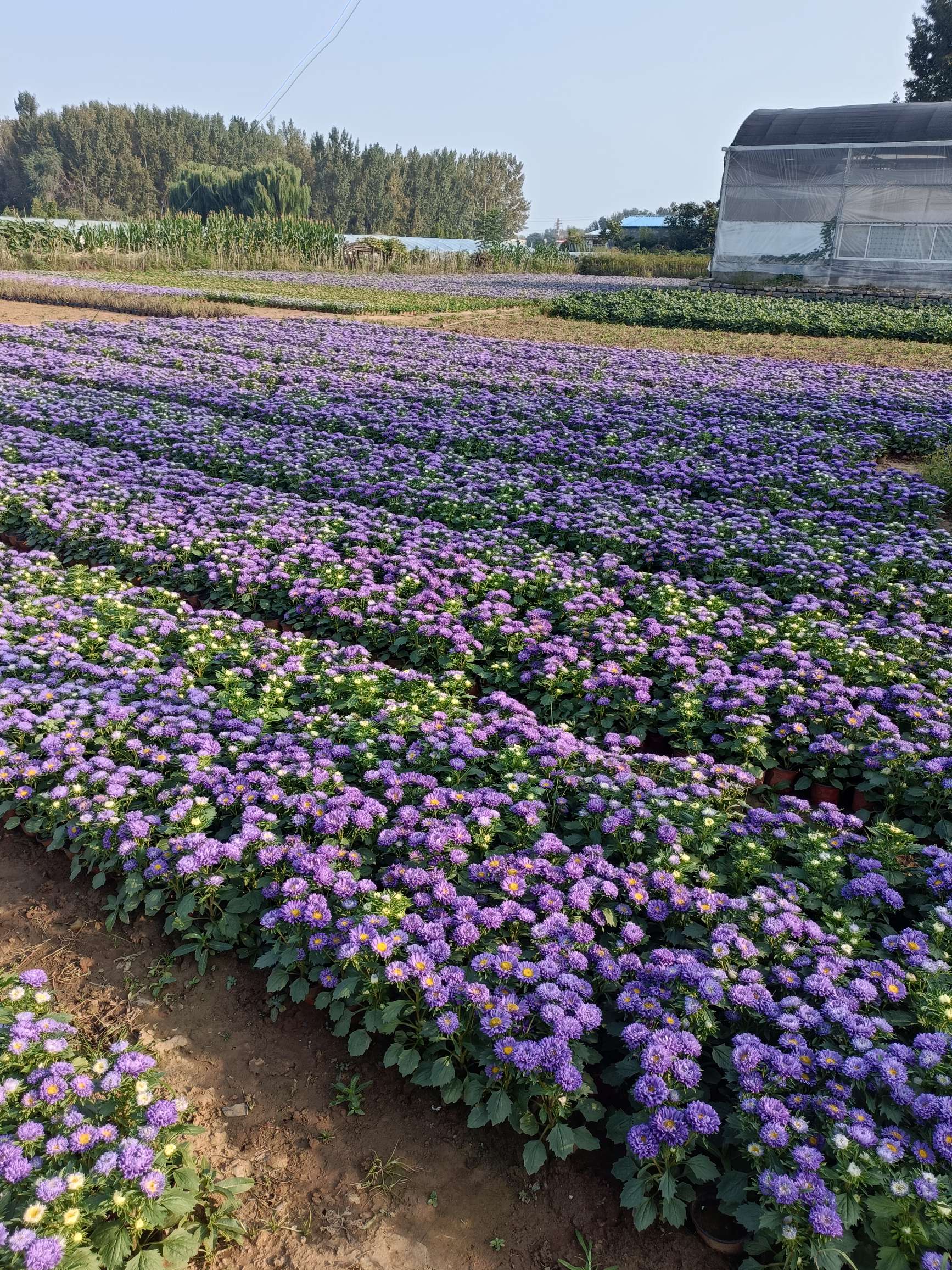 高度20厘米翠菊