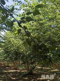 高度800厘米丛生河桦