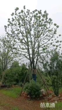 75公分丛生香樟