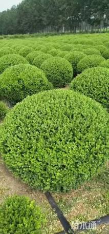 冠幅60厘米瓜子黄杨球
