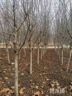 9公分草莓果冻海棠