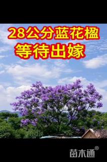 28公分蓝花楹