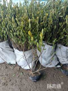 高度50厘米小叶栀子