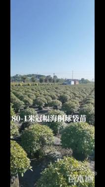 冠幅80厘米海桐球