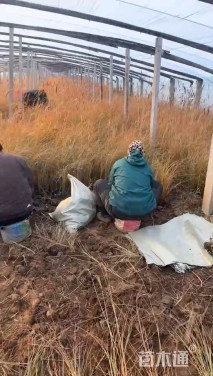 高度80厘米晨光芒