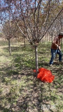 10公分红宝石海棠