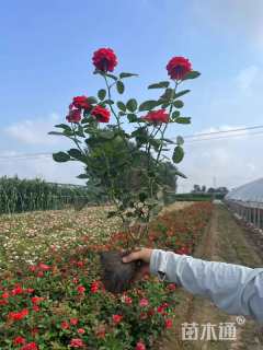 高度60厘米大花月季