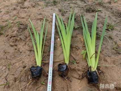 高度50厘米西伯利亚鸢尾