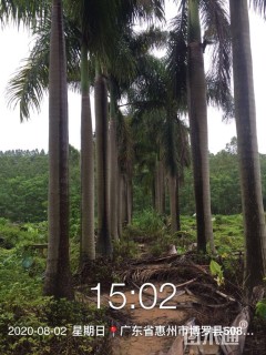 裸干高500厘米大王椰子