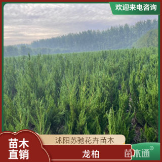 高度150厘米龙柏