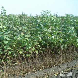 高度50厘米丁香小苗