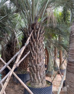 裸干高350厘米布迪椰子