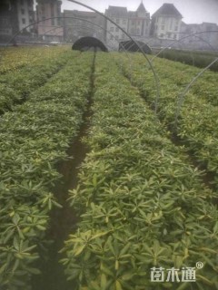 高度30厘米海桐