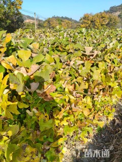 高度80厘米马褂木小苗