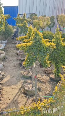 5公分蓝冰柏棒棒糖