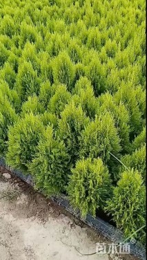 高度35厘米洒金柏