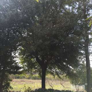 27公分弗吉尼亚栎