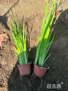 高度40厘米水生鸢尾