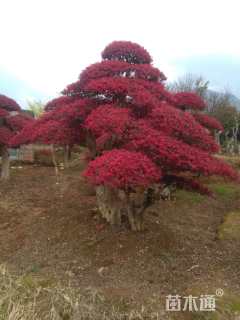 高度4500厘米红花继木