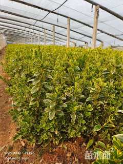 高度30厘米冬青小苗