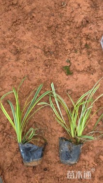 高度35厘米金边麦冬