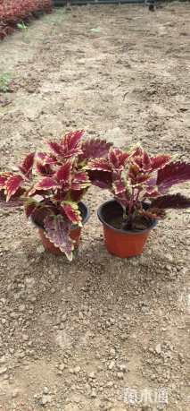 高度15厘米彩叶草