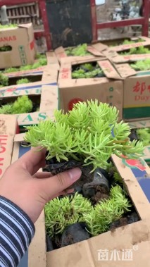 高度50厘米千屈菜