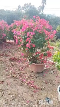 冠幅130厘米三角梅球