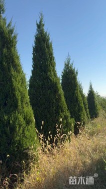 高度250厘米蜀桧