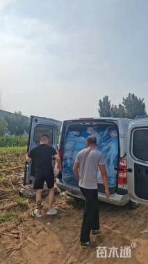 高度100厘米花叶芒