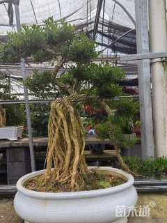 高度60厘米黄杨