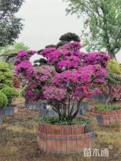 高度200厘米杜鹃