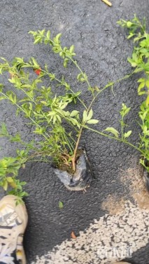 高度50厘米迎春花