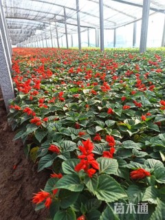 高度15厘米一串红