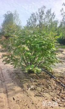 高度80厘米火焰卫矛